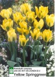 [Yellow Springgreen (group).jpg]
